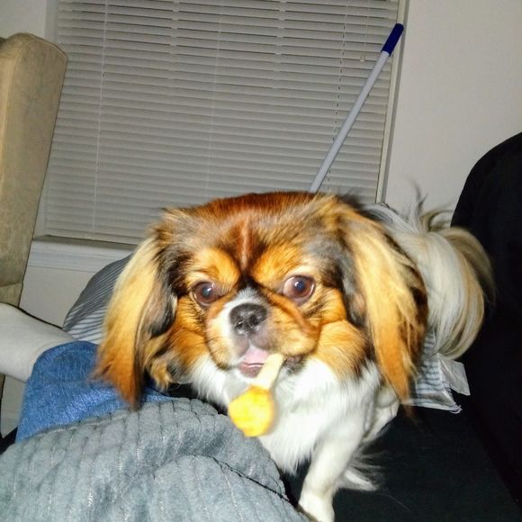 Meet your Posher, Timothy - Picture 1 of 1